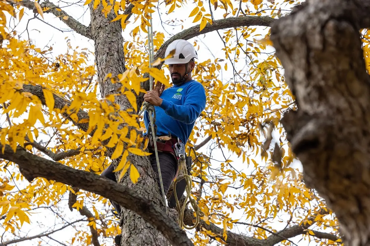 Skilled Tree Planting crew working in Peotone